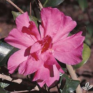 William Lanier Hunt Sasanqua Camellia, Camellia x hiemalis 'William Lanier Hunt'